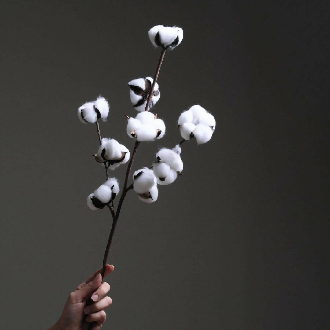 Beautiful Dried cotton flowers , Perfect cotton stalks for weddings & home decorations.
