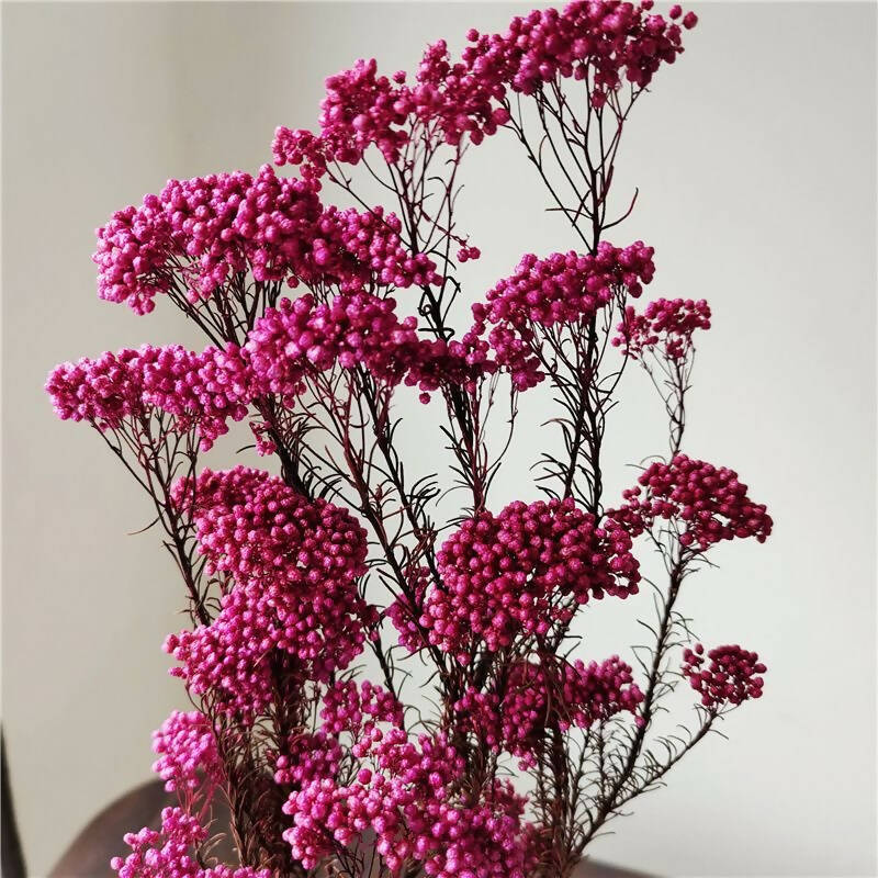 Beautiful Natural Dried Fresh Preserved Millet Flower, A Perfect Millet Flowers Stalks For Weddings & Home Decorations